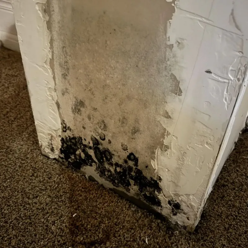 Professional Mold Removal in Marshall County, TN